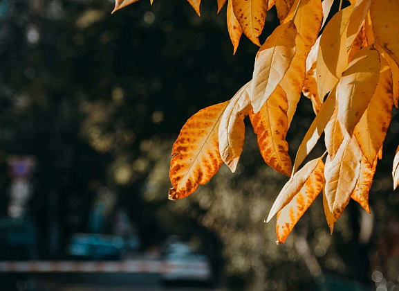 НДС на УСН: как адаптироваться к новым правилам